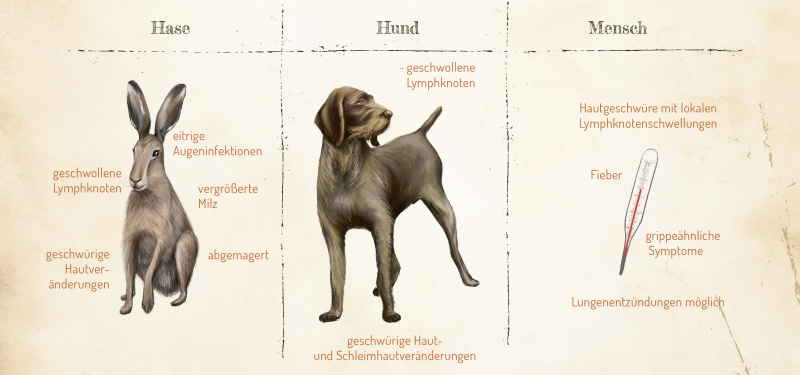 Hasenpest auf dem Vormarsch